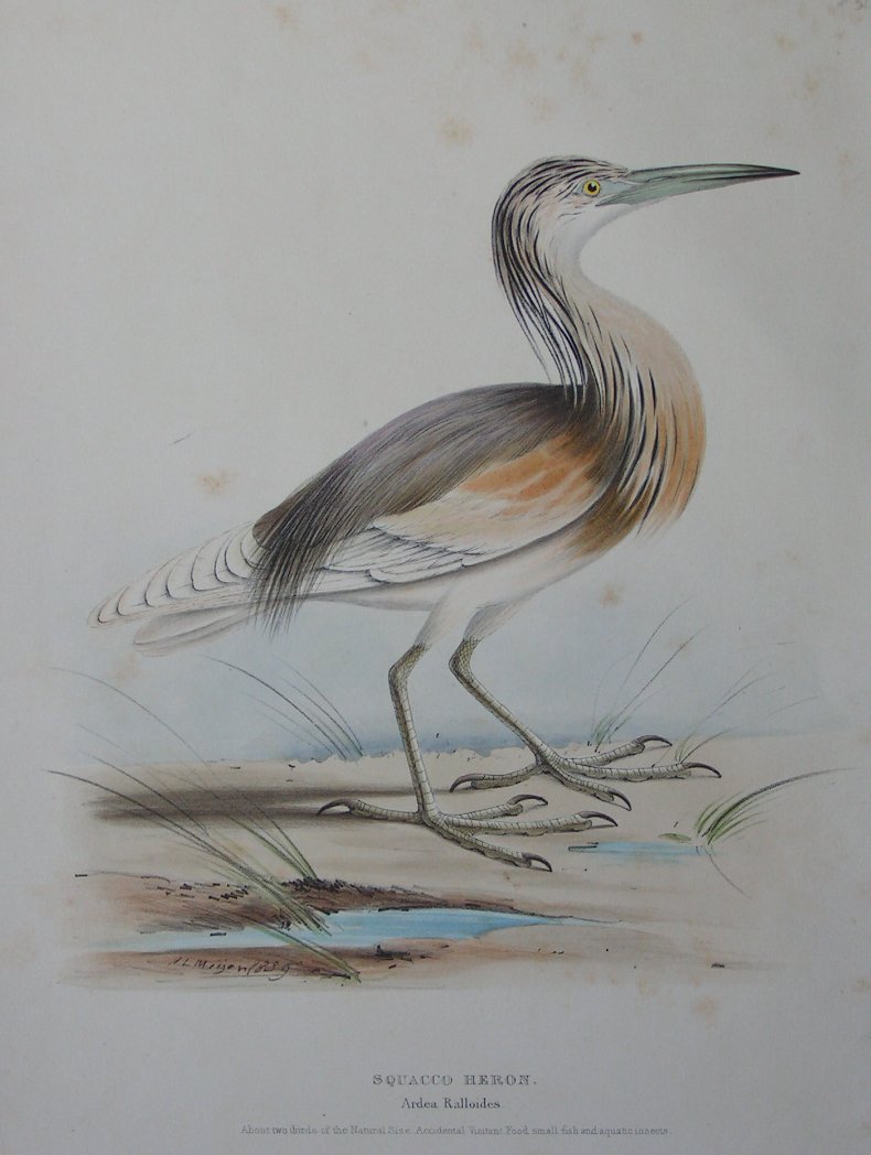 Lithograph - Squacco Heron. Ardea Ralloides - Meyer